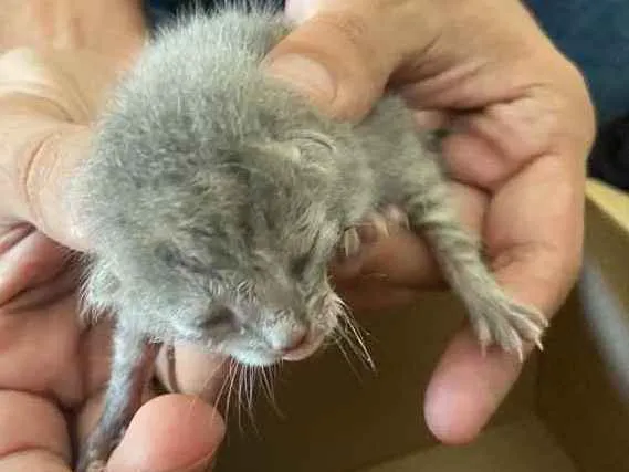 Gato ra a Misto idade Abaixo de 2 meses nome Bebe