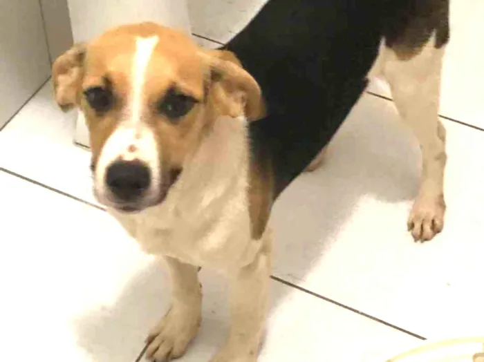 Cachorro ra a SRD-ViraLata idade 7 a 11 meses nome Sem nome