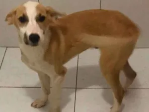 Cachorro raça SRD-ViraLata idade 7 a 11 meses nome Sem nome