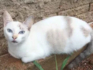 Gato raça Vira lata  idade 2 anos nome Sem nome 