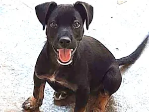 Cachorro raça Vira Lata idade 1 ano nome Maike