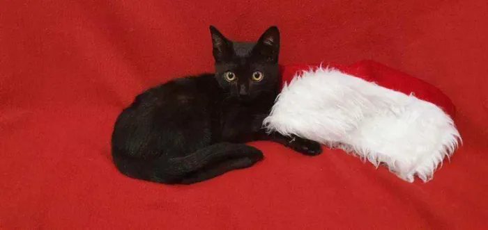 Gato raça Srd idade 2 a 6 meses nome Pretin