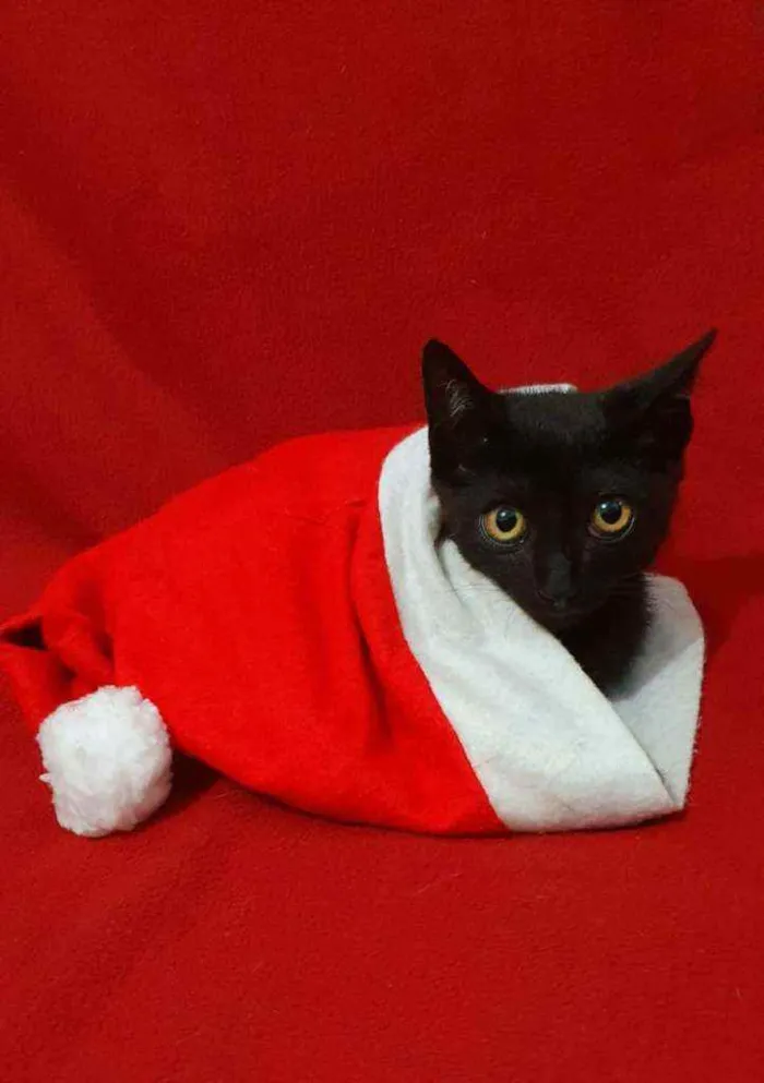 Gato raça Srd idade 2 a 6 meses nome Pretin