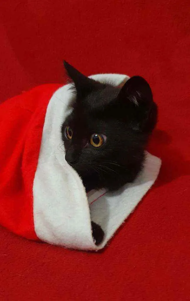 Gato raça Srd idade 2 a 6 meses nome Pretin