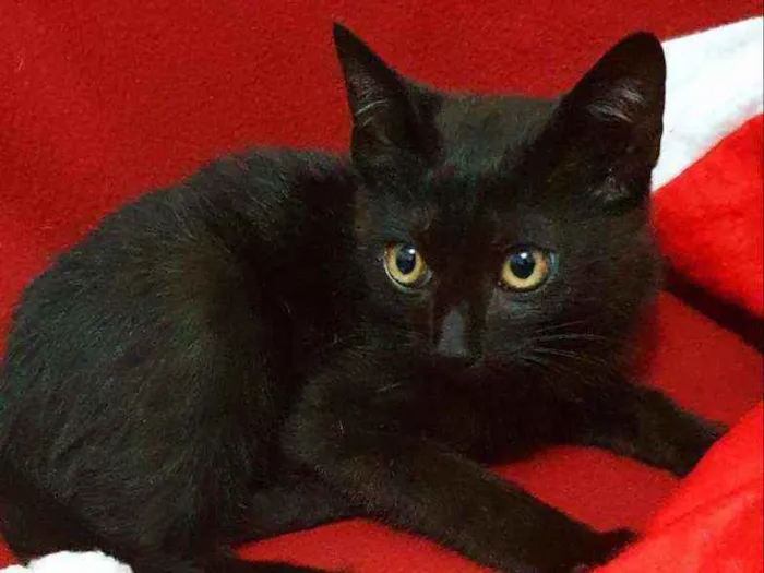 Gato raça Srd idade 2 a 6 meses nome Pretin