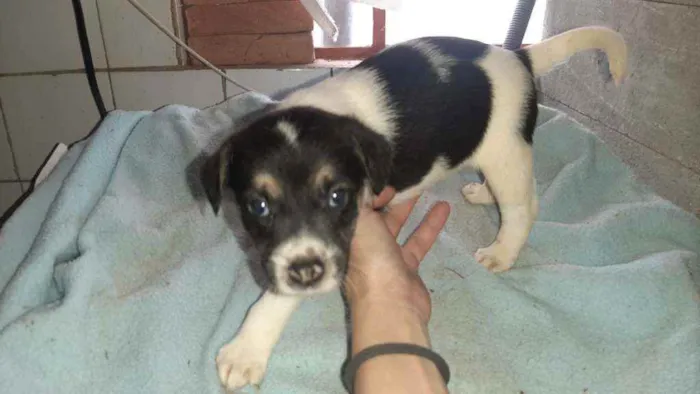 Cachorro raça SRD idade 2 a 6 meses nome Bela