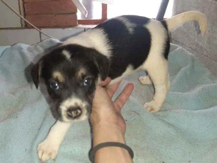 Cachorro raça SRD idade 2 a 6 meses nome Bela