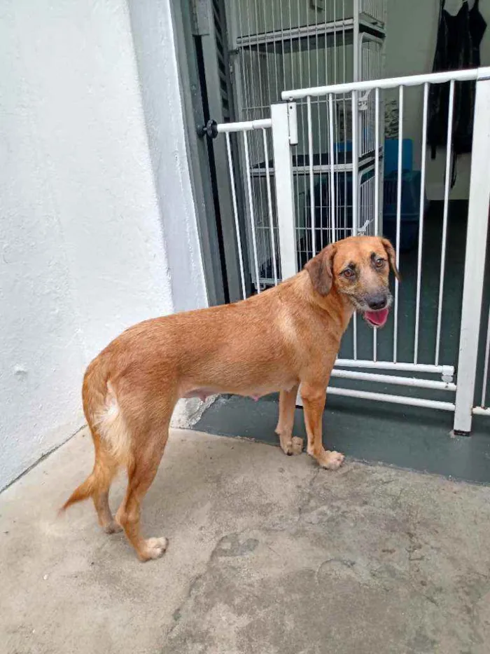 Cachorro raça SRD idade 1 ano nome Meg