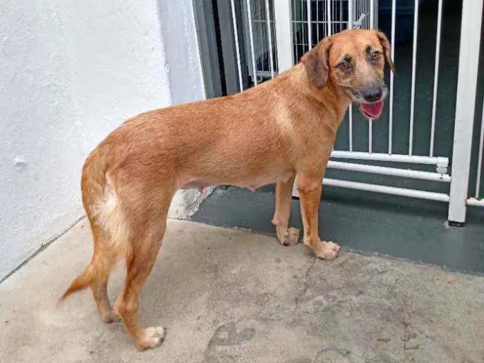 Cachorro raça SRD idade 1 ano nome Meg