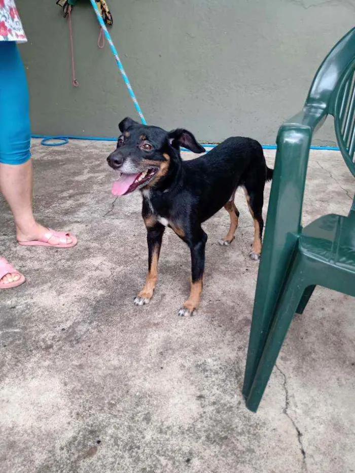 Cachorro raça SRD idade 1 ano nome Major