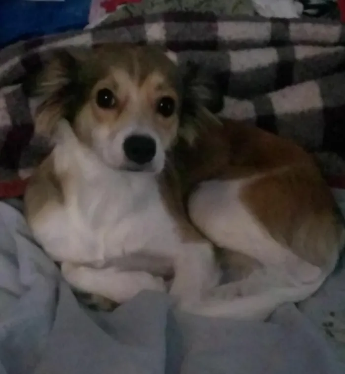 Cachorro ra a Indefinida  idade 2 anos nome Juju