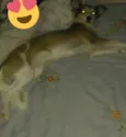 Juju