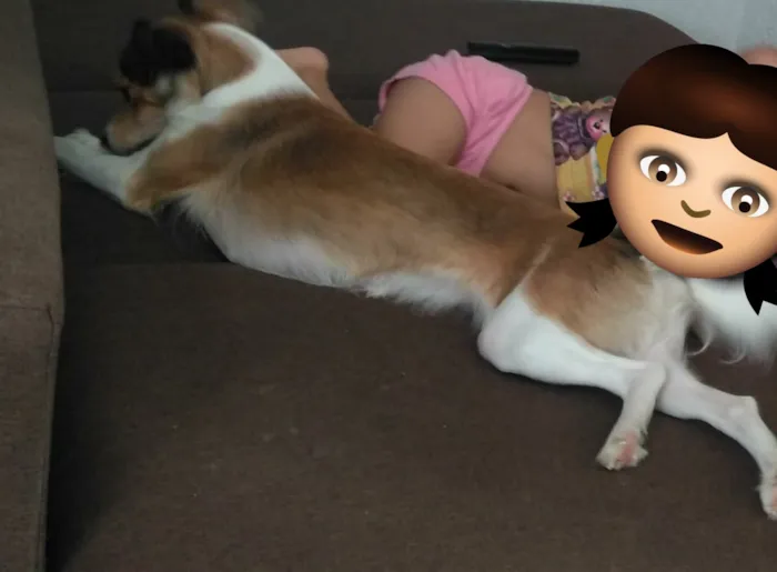 Cachorro ra a Indefinida  idade 2 anos nome Juju