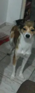 Juju