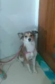 Juju