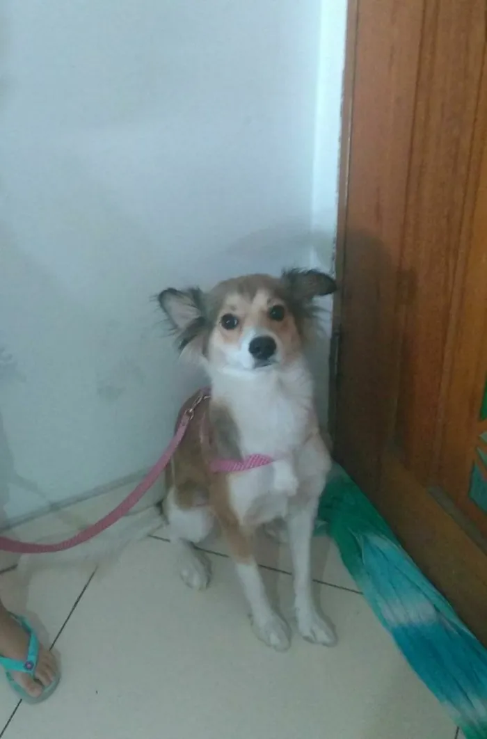 Cachorro ra a Indefinida  idade 2 anos nome Juju
