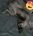 Juju