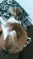 Juju