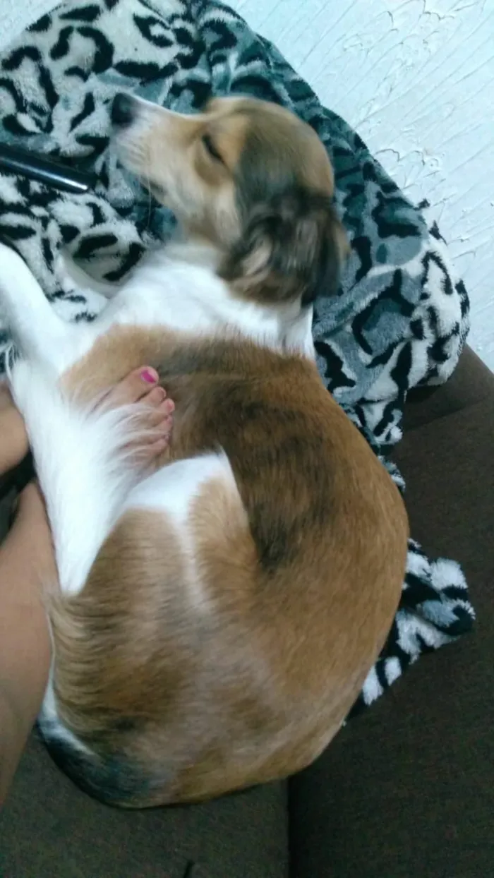 Cachorro ra a Indefinida  idade 2 anos nome Juju