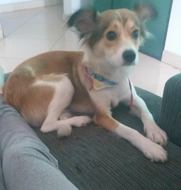 Cachorro ra a Indefinida  idade 2 anos nome Juju