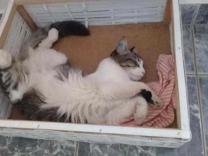 Gato ra a Vira lata idade 1 ano nome Merreca 