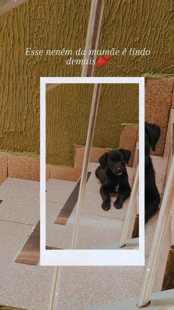 Cachorro ra a Vira lata idade 2 a 6 meses nome Black