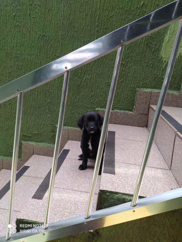 Cachorro ra a Vira lata idade 2 a 6 meses nome Black