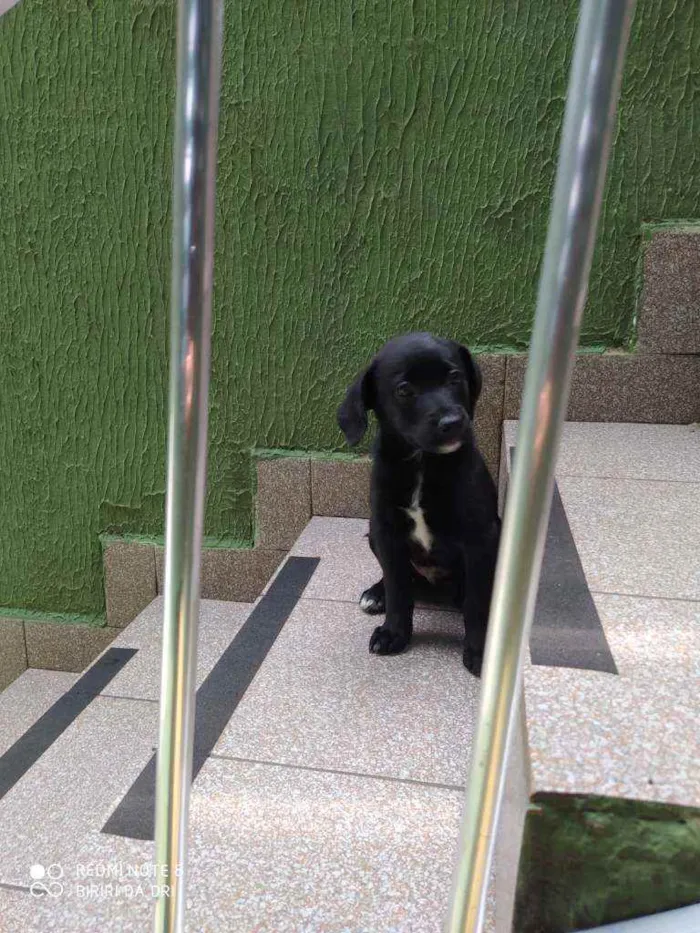 Cachorro ra a Vira lata idade 2 a 6 meses nome Black