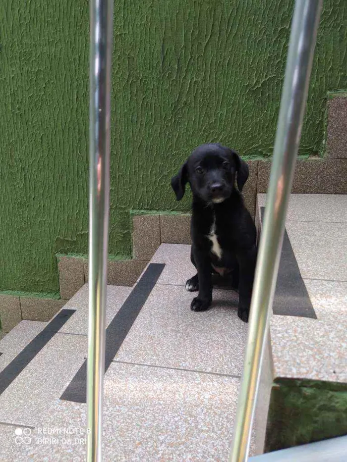 Cachorro ra a Vira lata idade 2 a 6 meses nome Black