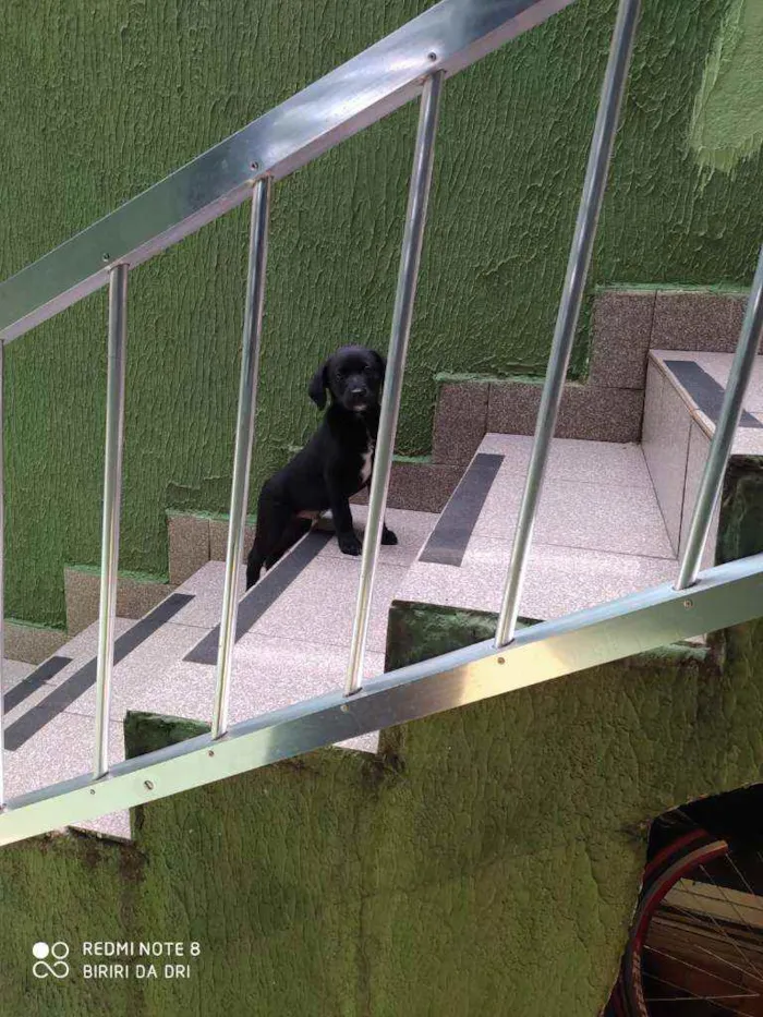 Cachorro ra a Vira lata idade 2 a 6 meses nome Black