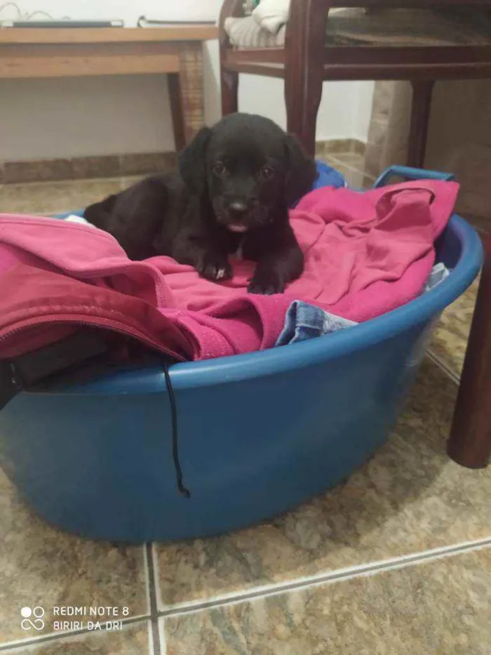 Cachorro ra a Vira lata idade 2 a 6 meses nome Black