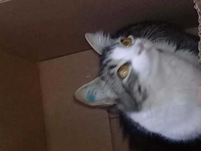 Gato ra a Vira lata idade 1 ano nome Merreca 