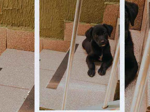 Cachorro ra a Vira lata idade 2 a 6 meses nome Black
