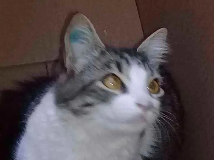 Gato ra a Vira lata idade 1 ano nome Merreca 