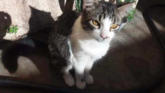 Gato ra a Vira lata idade 1 ano nome Merreca 