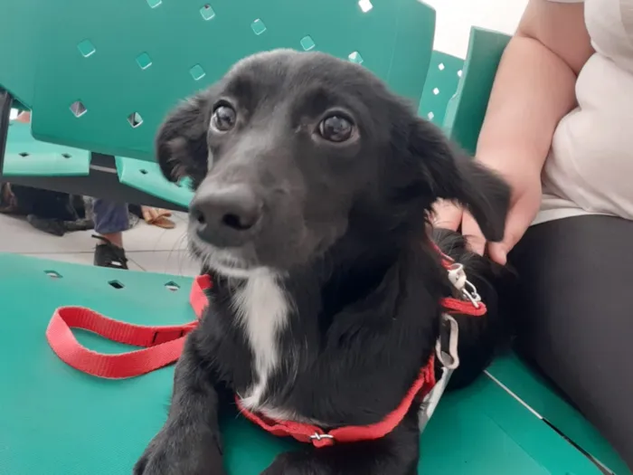 Cachorro raça SRD idade 7 a 11 meses nome Luna