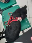 Cachorro raça SRD idade 7 a 11 meses nome Luna
