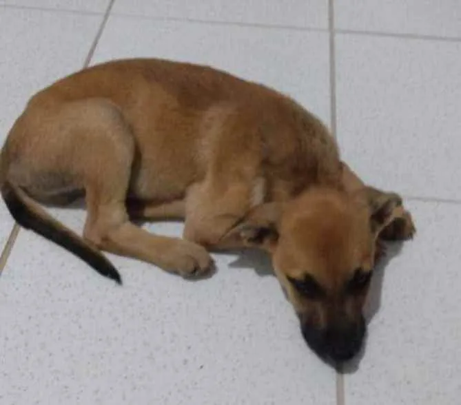 Cachorro ra a Sem raça definida idade 2 a 6 meses nome Sem nome