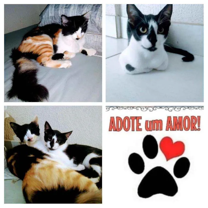 Gato raça  idade 7 a 11 meses nome Ísis e Hórus