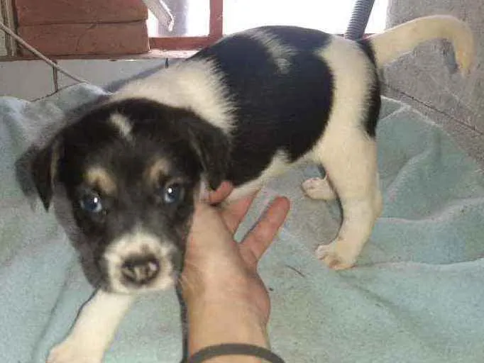 Cachorro raça SRD idade 2 a 6 meses nome Bela