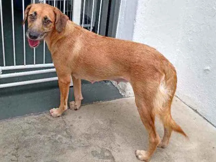 Cachorro raça SRD idade 1 ano nome Meg