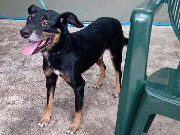 Cachorro raça SRD idade 1 ano nome Major