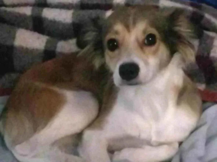 Cachorro ra a Indefinida  idade 2 anos nome Juju