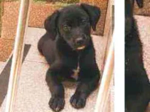 Cachorro raça Vira lata idade 2 a 6 meses nome Black