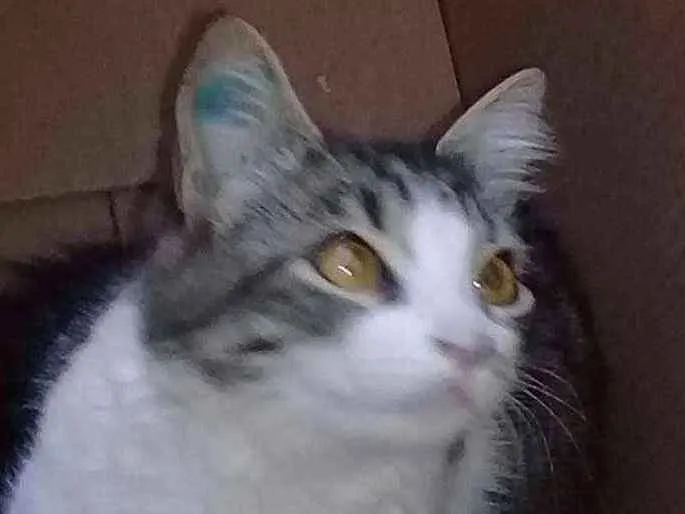 Gato ra a Vira lata idade 1 ano nome Merreca 