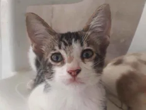 Gato raça Siamês  misturado idade 2 a 6 meses nome Tolò