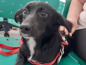 Cachorro raça SRD idade 7 a 11 meses nome Luna