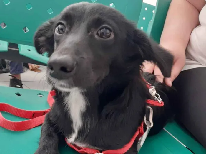 Cachorro raça SRD idade 7 a 11 meses nome Luna