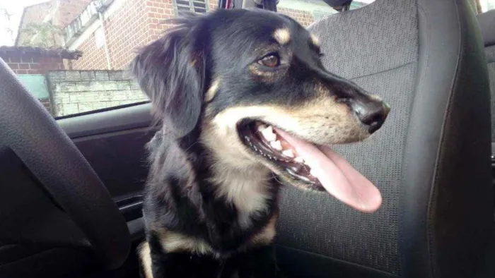 Cachorro ra a Indefinida idade 3 anos nome Flash