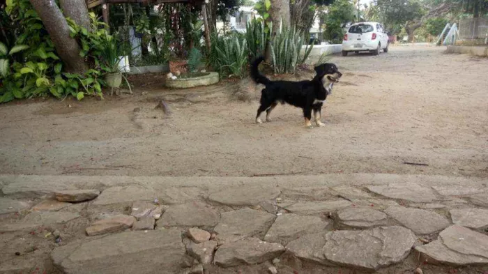 Cachorro ra a Indefinida idade 3 anos nome Flash